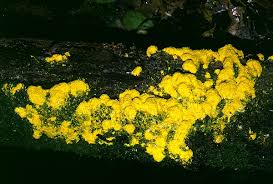 Attēlu rezultāti vaicājumam “Fuligo septica cf. rufa spores”