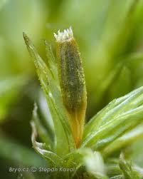 Attēlu rezultāti vaicājumam “Orthotrichum affine var. affine”