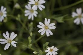 Attēlu rezultāti vaicājumam “Stellaria palustris flower”