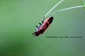 Attēlu rezultāti vaicājumam “Caenolyda reticulata”