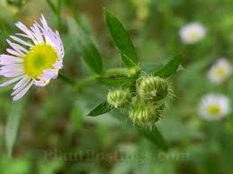 Attēlu rezultāti vaicājumam “Erigeron annuus flower”