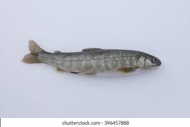 Image result for Salvelinus alpinus