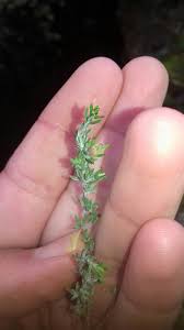 Attēlu rezultāti vaicājumam “Bayeriola thymicola”