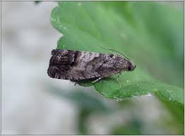 Attēlu rezultāti vaicājumam “Cydia splendana”