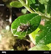 Attēlu rezultāti vaicājumam “Polydrusus tereticollis”