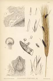 Attēlu rezultāti vaicājumam “Claviceps purpurea”