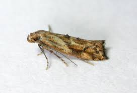 Attēlu rezultāti vaicājumam “Epermenia falciformis”