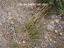 Attēlu rezultāti vaicājumam “Danthonia decumbens fruit”