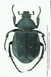 Attēlu rezultāti vaicājumam “Gnorimus variabilis”