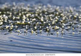 Attēlu rezultāti vaicājumam “Batrachium circinatum”