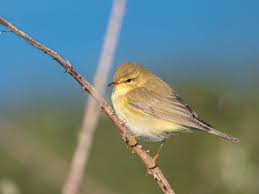 Attēlu rezultāti vaicājumam “Phylloscopus trochilus”