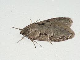 Attēlu rezultāti vaicājumam “Semioscopis steinkellneriana”