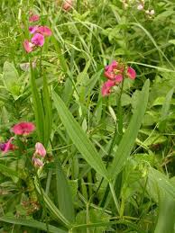 Attēlu rezultāti vaicājumam “Lathyrus sylvestris leaf”