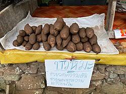 Attēlu rezultāti vaicājumam “Saussurea esthonica flower”