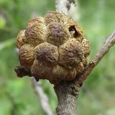 Attēlu rezultāti vaicājumam “Andricus quercuscorticis”