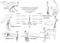 Evidence of common descent - Wikipedia, the free encyclopedia