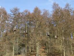 Image result for Go Ape! Dalby