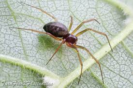 Attēlu rezultāti vaicājumam “Linyphiidae”