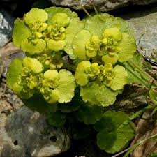Attēlu rezultāti vaicājumam “Chrysosplenium alternifolium”