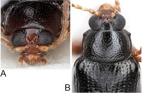 Attēlu rezultāti vaicājumam “Lycogala convexum young”