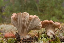 Attēlu rezultāti vaicājumam “Gomphidius roseus”