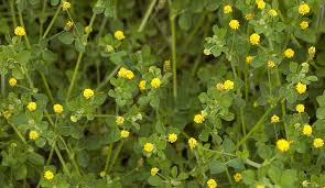 Attēlu rezultāti vaicājumam “Trifolium aureum flower”