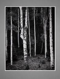 Image result for Ansel Adams Aspens New Mexico