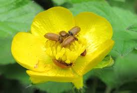 Attēlu rezultāti vaicājumam “Byturus tomentosus”