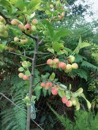 Attēlu rezultāti vaicājumam “Malus prunifolia fruit”