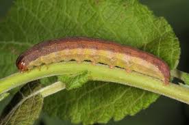 Attēlu rezultāti vaicājumam “Orthosia opima”