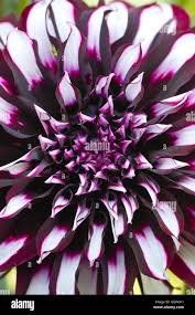 Image result for Dahlia hybrid.