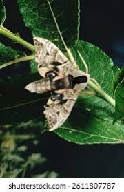 Attēlu rezultāti vaicājumam “Smerinthus ocellata”