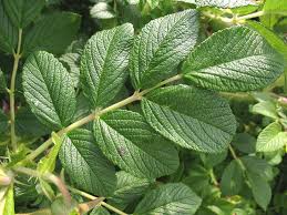 Attēlu rezultāti vaicājumam “Rosa subcanina leaf”