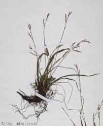 Attēlu rezultāti vaicājumam “Carex digitata fruit”