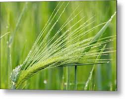 Attēlu rezultāti vaicājumam “Secale cereale”