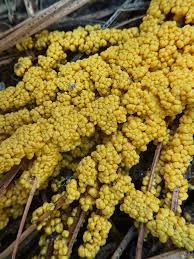 Attēlu rezultāti vaicājumam “Willkommlangea reticulata young”