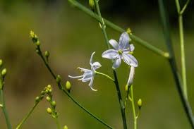 Attēlu rezultāti vaicājumam “Anthericum ramosum”