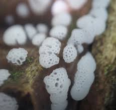 Attēlu rezultāti vaicājumam “Arcyria denudata spores”