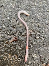 Attēlu rezultāti vaicājumam “Lumbricidae”