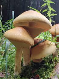 Attēlu rezultāti vaicājumam “Phaeolepiota aurea”