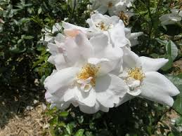 「花薔薇エルフ」の画像検索結果