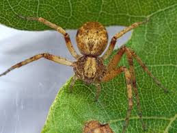 Attēlu rezultāti vaicājumam “Philodromus sp.”