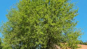 Attēlu rezultāti vaicājumam “Ulmus x hollandica”