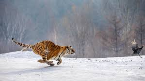 Kuvahaun tulos haulle tigers