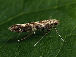 Attēlu rezultāti vaicājumam “Gracillaria syringella”