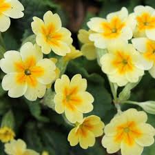 Attēlu rezultāti vaicājumam “Primula”