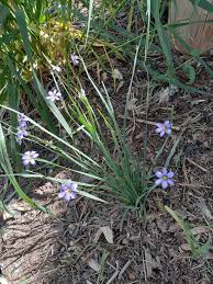 Attēlu rezultāti vaicājumam “Sisyrinchium montanum fruit”