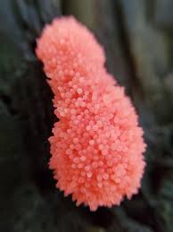 Attēlu rezultāti vaicājumam “Arcyria stipata macro”