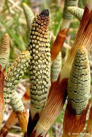 Attēlu rezultāti vaicājumam “Equisetum telmateia”