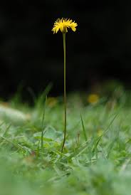 Attēlu rezultāti vaicājumam “Leontodon hispidus”